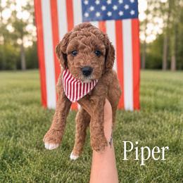 Piper - Apricot female Goldendoodle puppy in Bellevue, Iowa from River Town Doodles