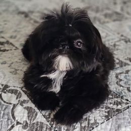 Zola - Shih Tzu