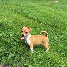 Energizer - Red and white male Chihuahua puppy in Little Rock, Arkansas from Kings chichis