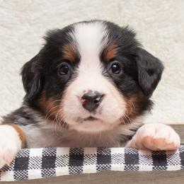 Bernese Mountain Dog Puppies from Berner Dynasty
