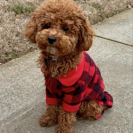 Kapri - Poodle