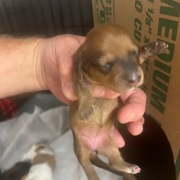 Girl 1 - Red female Dachshund puppy in Spokane, Washington from Dearhaven Doxie