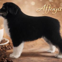 Affogato - Black tri male Miniature American Shepherd puppy in Olympia, Washington from Shamayim Shepherds