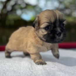 Girl 1 - Brindle female Shih Tzu puppy in Mobile, Alabama from FluffyTail Shih Tzu