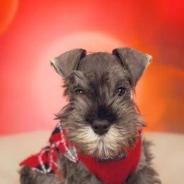 Miniature Schnauzers from Sumerwynd Miniature Schnauzers