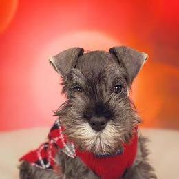 Miniature Schnauzers from Sumerwynd Miniature Schnauzers