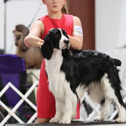 Huckleberry - English Springer Spaniel