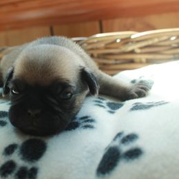 Braxton - Fawn male Pug puppy in Winfield, Alabama from Grumble Acres