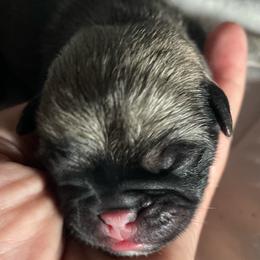 Ian - Fawn male Pug puppy in Hanover, Virginia from Pure Pugs
