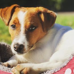 Russell Terriers from Jack Russell Golden State Warriors