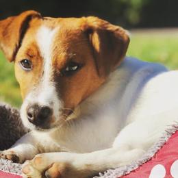 Russell Terriers from Jack Russell Golden State Warriors