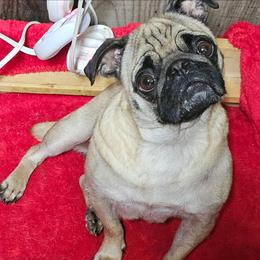 Stella - Fawn female Pug puppy in Kodak, Tennessee from My Princess Pugs