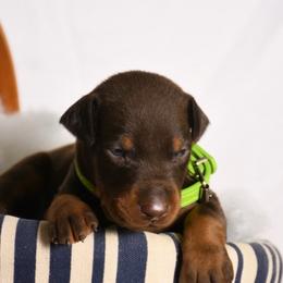 Gunner - Red and rust male Doberman Pinscher puppy in Overton, Texas from Obsidian Kennel