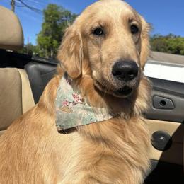 Golden Retrievers from Sidekick Retrievers