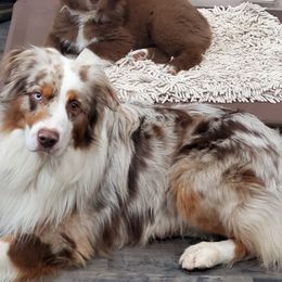 Australian Shepherd All Grown Up from Elk Ridge Australian Sherherds