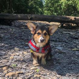 Pembroke Welsh Corgi Puppies from Annwyl McCorgis
