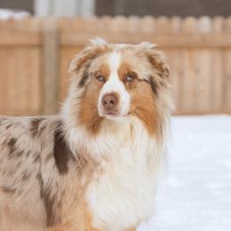 Odie - Australian Shepherd
