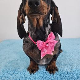 Lainey - Dachshund