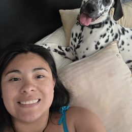 Dalmatian Puppies from America's Dalmatian Friends