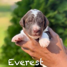 Everest - Parti female Poodle puppy in Dover, Delaware from Dogtastic Poodles