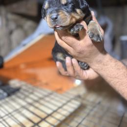Boy 3 - Black and mahogany male Rottweiler puppy in Jeffersonville, Indiana from Rottweiler von knight enterprise