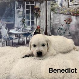 Benedict - Light golden male Golden Retriever puppy in Conroe, Texas from Tails of Cypress