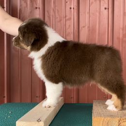Australian Shepherd Puppies from BellSharps Australian Shepherds