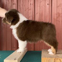 Australian Shepherd Puppies from BellSharps Australian Shepherds