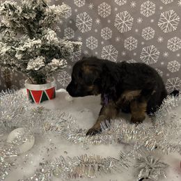 Purple collar girl - Black and red female German Shepherd puppy in Wyoming, Michigan from Big Jones Kennels