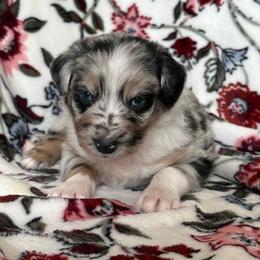 Walker - Blue merle male Australian Shepherd puppy in Dardanelle, Arkansas from Whispering Willow Ranch