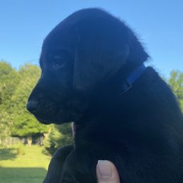DJ-bright blue collar - Black Labrador Retriever puppy in Springfield, Missouri from Kellner Labradors