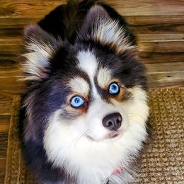 Ember - Pomsky