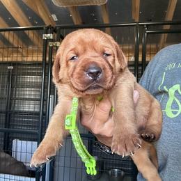 Lime Green - Yellow female Labrador Retriever puppy in Newton Grove, North Carolina from Wayalife Labradors & Gsp’s