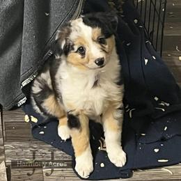 Precious - Blue merle female Miniature Australian Shepherd puppy in Mt Juliet, Tennessee from J&J Harmony Acres