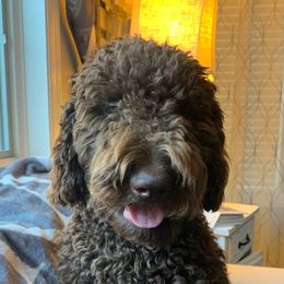Lucy - Goldendoodle