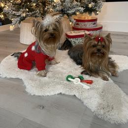 Boy 3 - Black and tan male Yorkshire Terrier puppy in New York from Yorkies Boutique