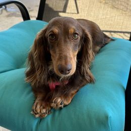 Freya Eden - Dachshund