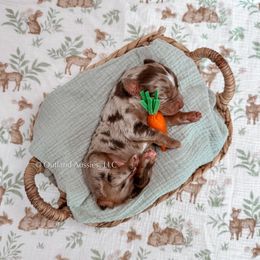 Miniature Australian Shepherd and Toy Australian Shepherd Puppies from Outland Toy & Mini Aussies