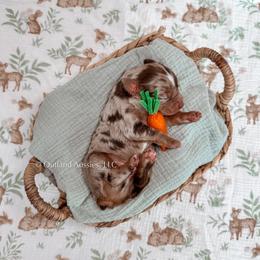 Miniature Australian Shepherd and Toy Australian Shepherd Puppies from Outland Toy & Mini Aussies