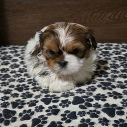 Boy 1 - Gold and white male Shih Tzu puppy in Meadows Of Dan, Virginia from Walt’s Shih Tzus