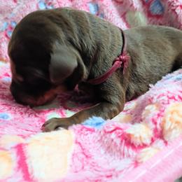Red girl one - Red and rust female Doberman Pinscher puppy in Antioch, Tennessee from Aiba Doberman's