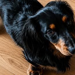 Dachshunds from Long Dog Ranch