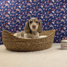 Aria- RESERVED - Chocolate and cream female Dachshund puppy in Dothan, Alabama from Hot Diggity Doxies of Dothan