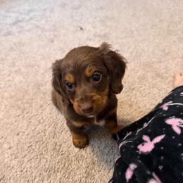 Pretzel - Chocolate male Dachshund puppy in Silsbee, Texas from The Doxie Den