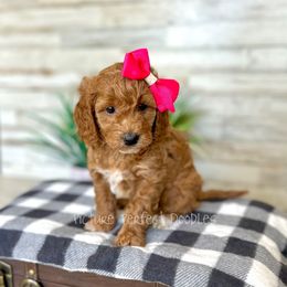 Pink - Cream female Goldendoodle puppy in St George, Utah from Picture Perfect Doodles