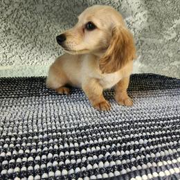 Honey - Red female Dachshund puppy in Visalia, California from DachGraston Dachshunds