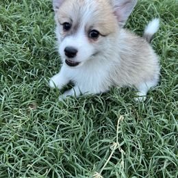 Companion Cross Puppies from Chilipoms