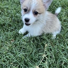 Companion Cross Puppies from Chilipoms