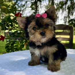 Isabela - Black tan and white female Biewer Terrier puppy in Bunnell, Florida from Royal Biewer and Royal Aussies