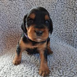 Girl 2 - Black and tan female Gordon Setter puppy in Potosi, Wisconsin from Point and Flush Gun Dogs